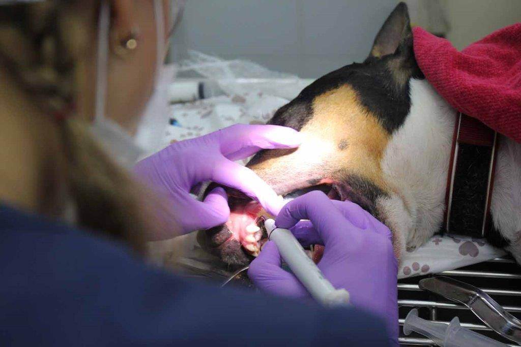 Как правильно ухаживать за зубами и деснами собак и кошек