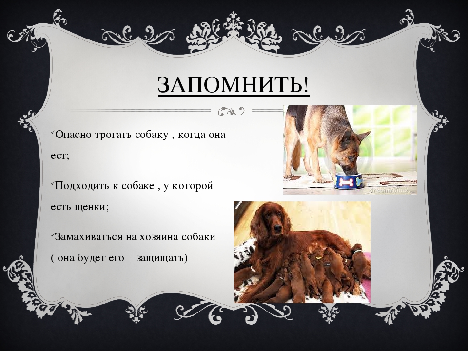Почему мусульмане не любят собак и нельзя их трогать
