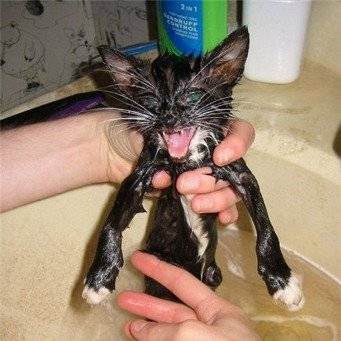 Можно ли купать кошку если она болеет. как часто можно мыть кота? видео, как правильно мыть кота