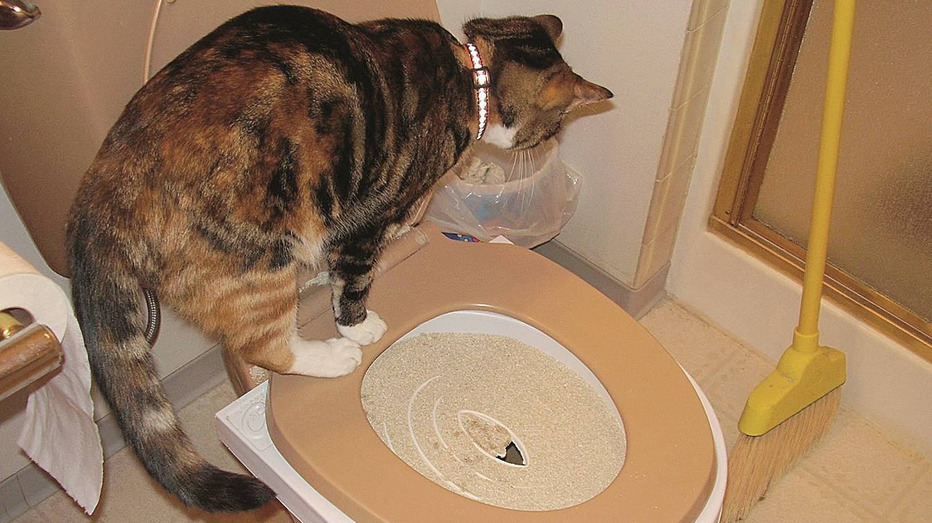 Кошка не может сходить в туалет — причины и что делать