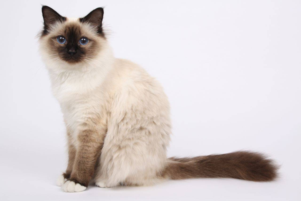 Сиамская кошка. все о породе и характере от эксперта по кошкам