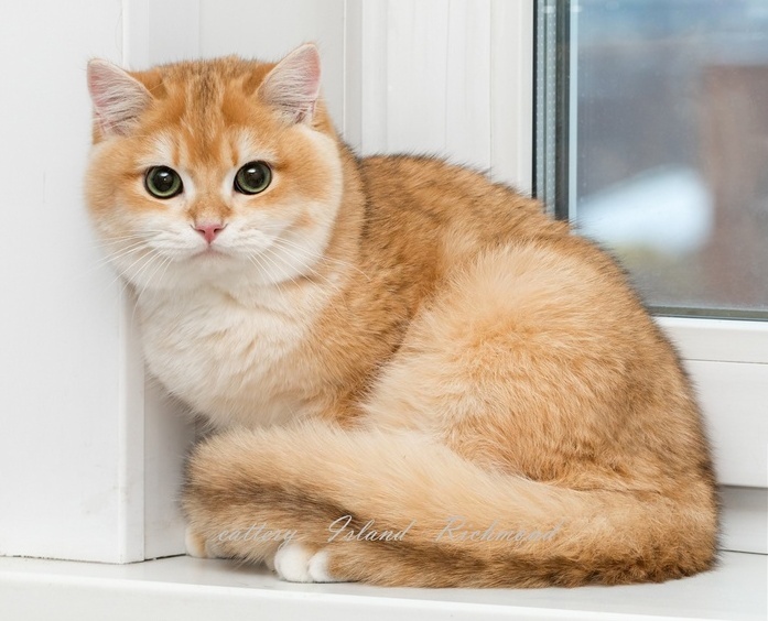 Кошка золотая шиншилла - описание, фото и характеристика