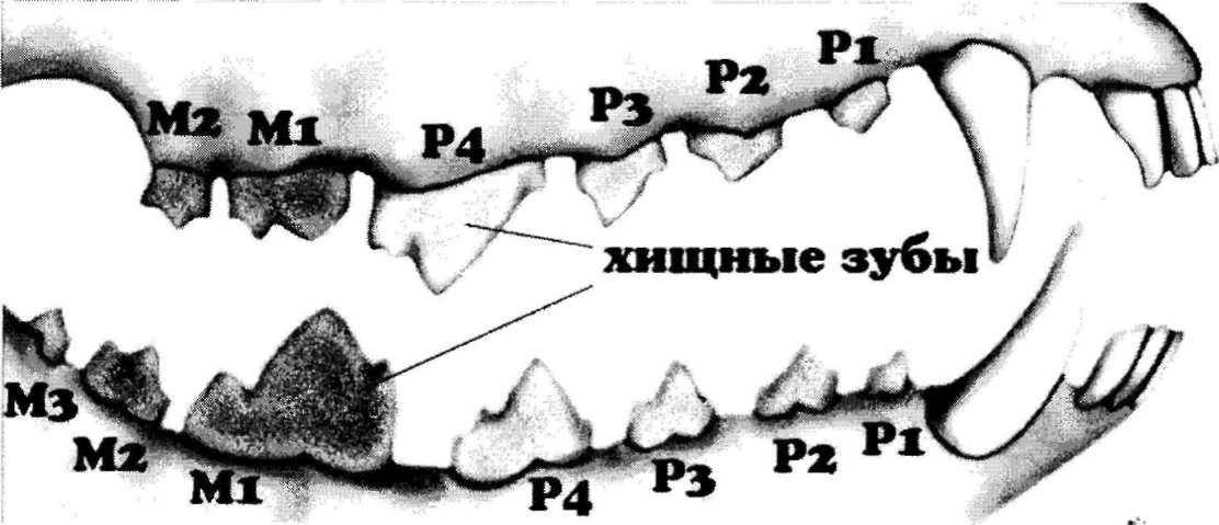 Сколько зубов у собаки? когда меняются ее «молочные зубы»? :: syl.ru