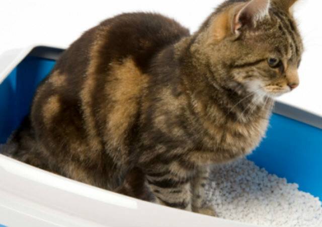 Как и чем лечить понос у котенка в домашних условиях: народное и медикаментозное лечение