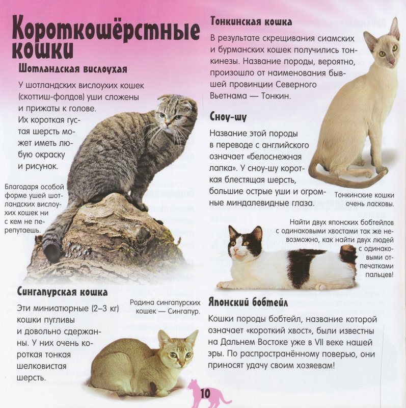 Тонкинская кошка: описание породы, характер, уход, разведение