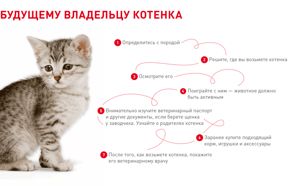 Как правильно держать кота на руках: основные правила
