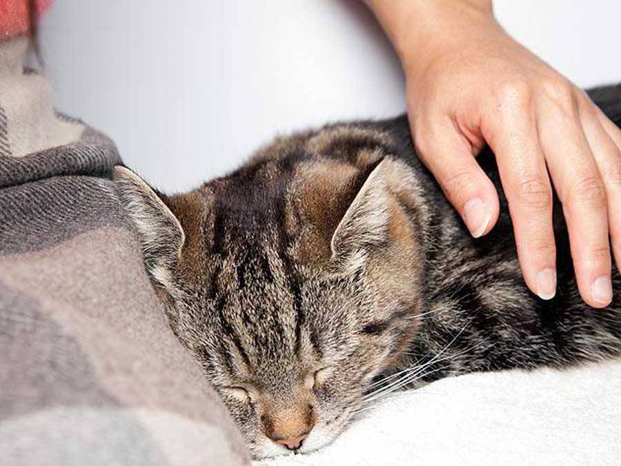 Кошка чихает: причины и лечение в домашних условиях