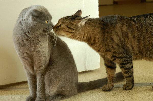 Как подружить кошек между собой в квартире: советы как примирить двух котов
