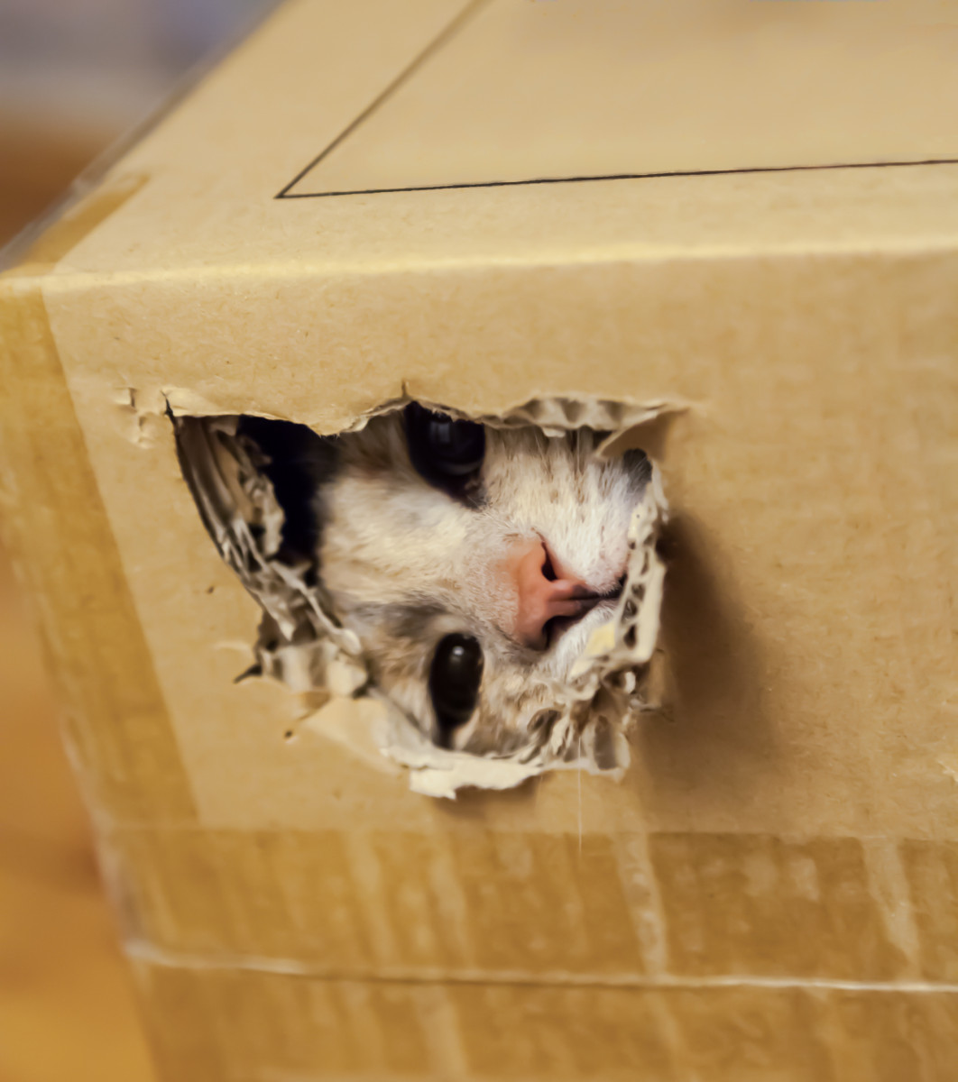 Почему кошки любят залезать и сидеть в коробках?