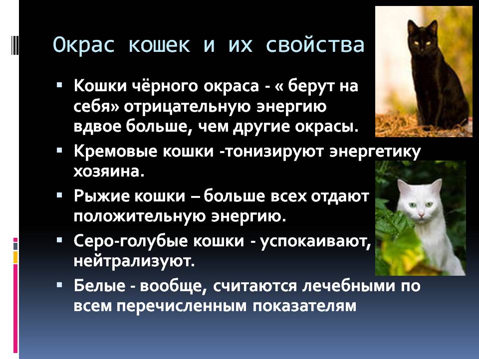 Приметы и суеверия про рыжих котов