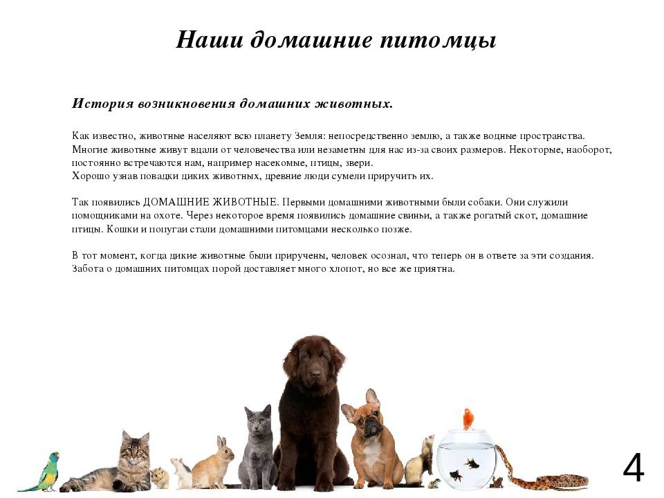 Как правильно познакомить кошку и собаку – маленьких или взрослых – и подружить их, если они живут в одной квартире?