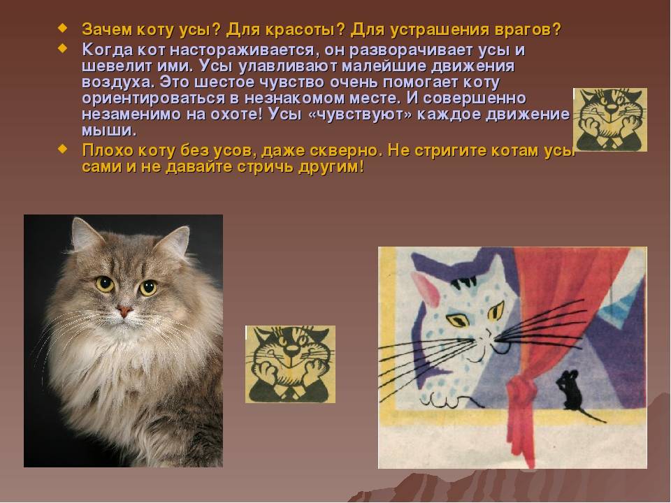 Зачем коту усы и почему они ломаются