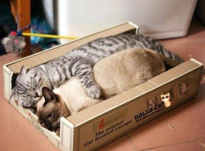 Кот в коробке — ещё одна кошачья загадка