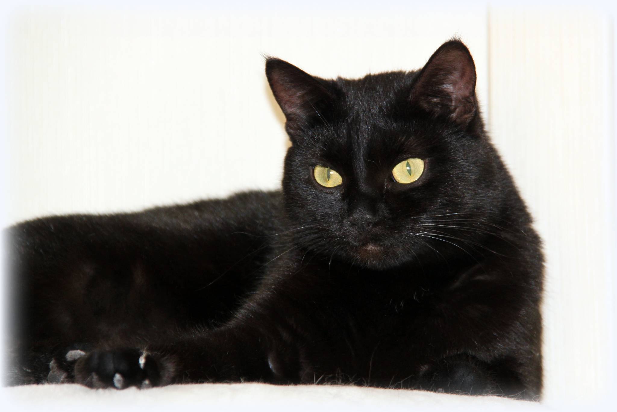 Породы черных кошек – пушистые и гладкошерстные, большие и маленькие – с фотографиями и названиями