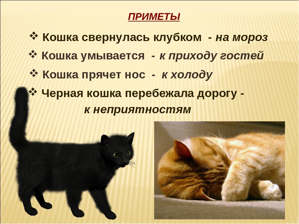 Приметы про кошек в доме: трехцветная, рыжая, черная и белая