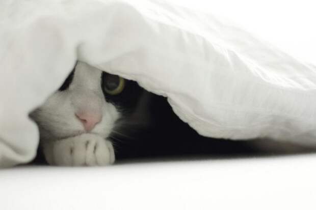 Топ 6 причин, почему кошка прячется в темные места