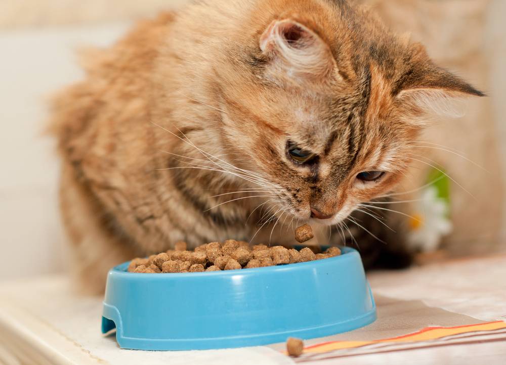 Котёнок плохо ест сухой корм — что делать, как приучить