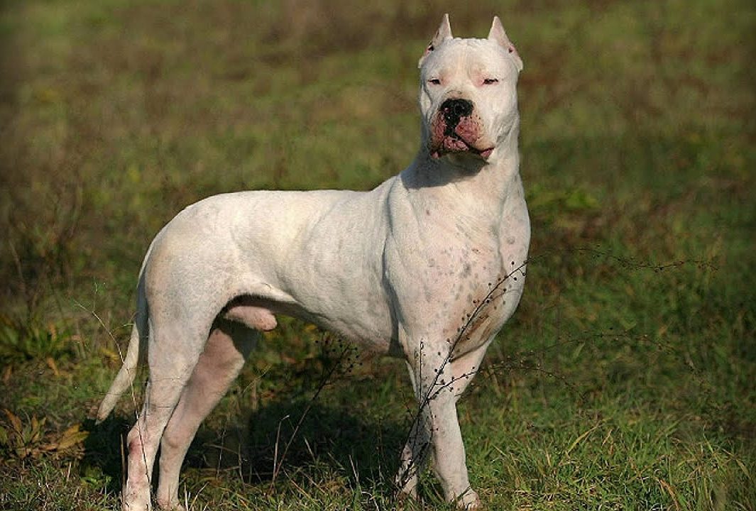 Опасная порода собак гуль донг (пакистанский бульдог)- обзор +видео