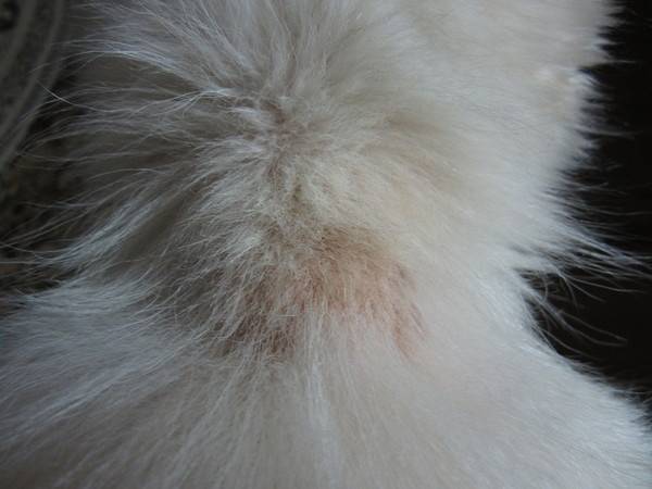 Причины почему у кота выпадает шерсть клоками и есть болячки на коже