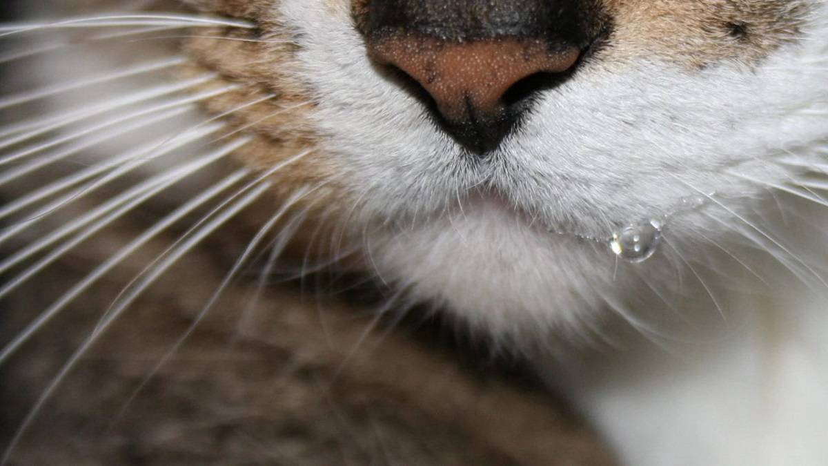 Почему у кошки текут слюни изо рта прозрачные как вода: как лечить и что делать?
