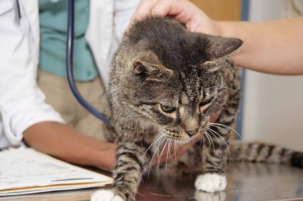 Все о болезнях уха у кошки: симптоматика и простые способы лечения
