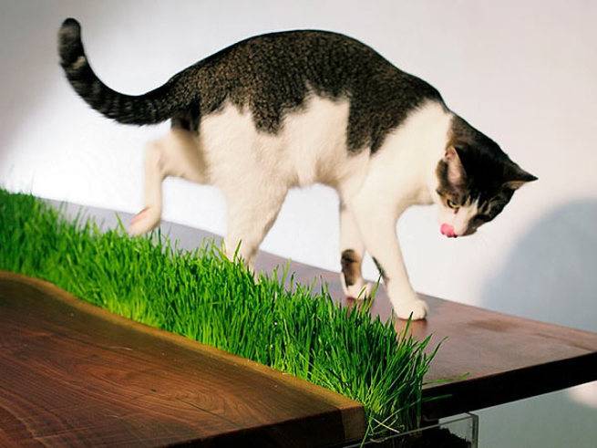 Топ-5 способов отучить кошку лазить по столах