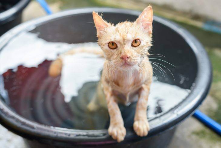 Можно ли сушить кошку феном? купаем кошку правильно в домашних условиях: что делать, если она боится воды и царапается, как часто купать можно ли сушить кота феном после купания.
