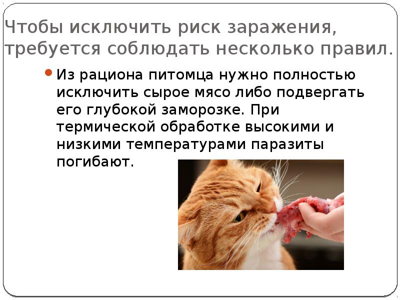 Токсоплазмоз на мягких лапах: опасна ли кошка в доме? - новости медицины