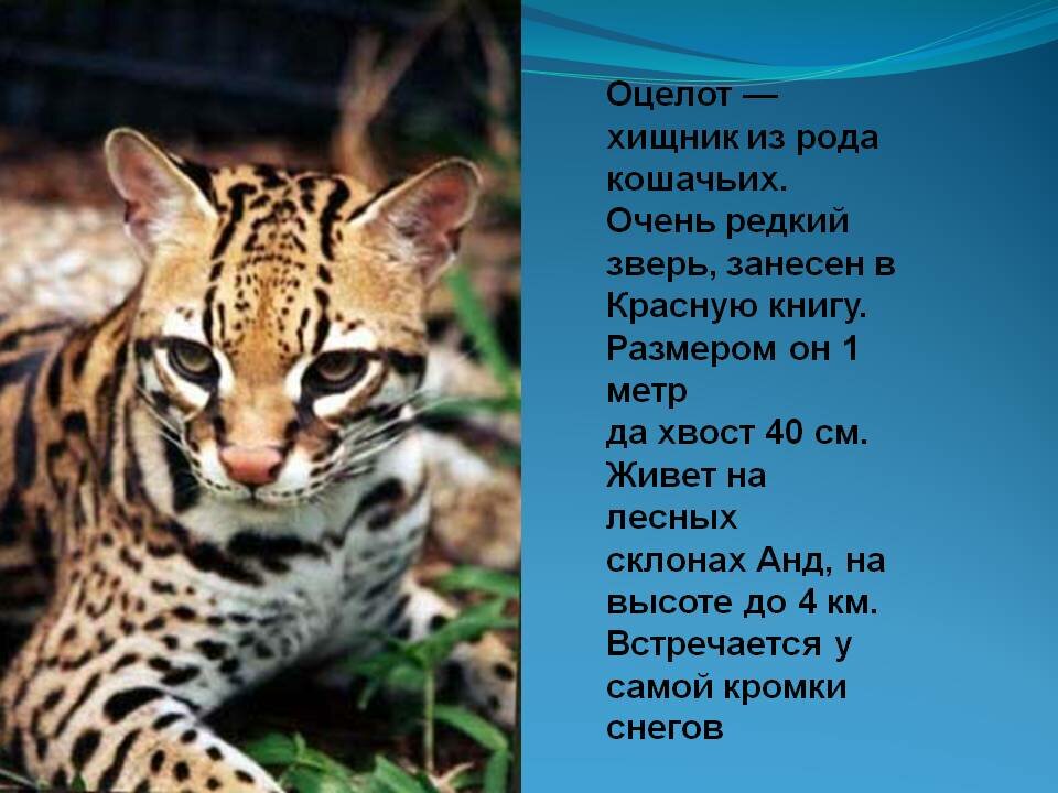 Кошка оцелот – леопард в миниатюре. описание и фото оцелота