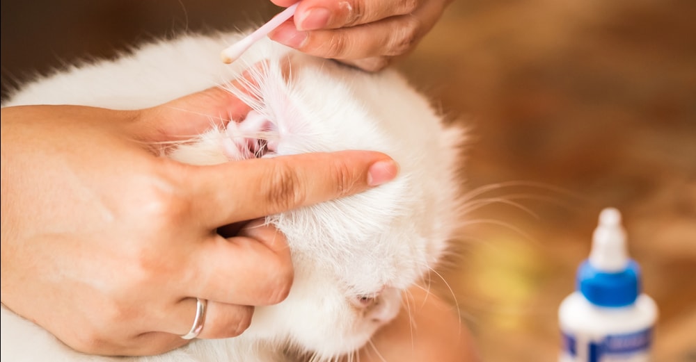 Как правильно почистить уши коту в домашних условиях и чем можно чистить