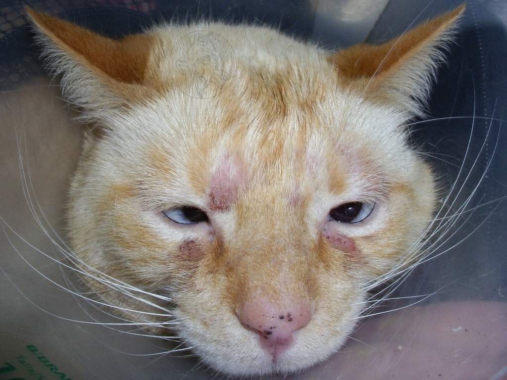 Как проявляется дерматит у кошки и как его лечить?