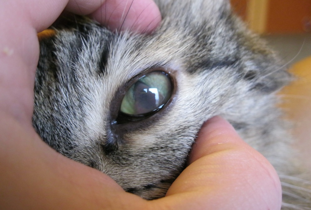 У кошки на глазу мутное пятно