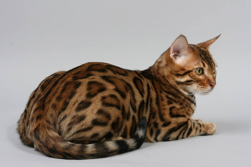 Пятнистые породы кошек — список, характеристика и фото