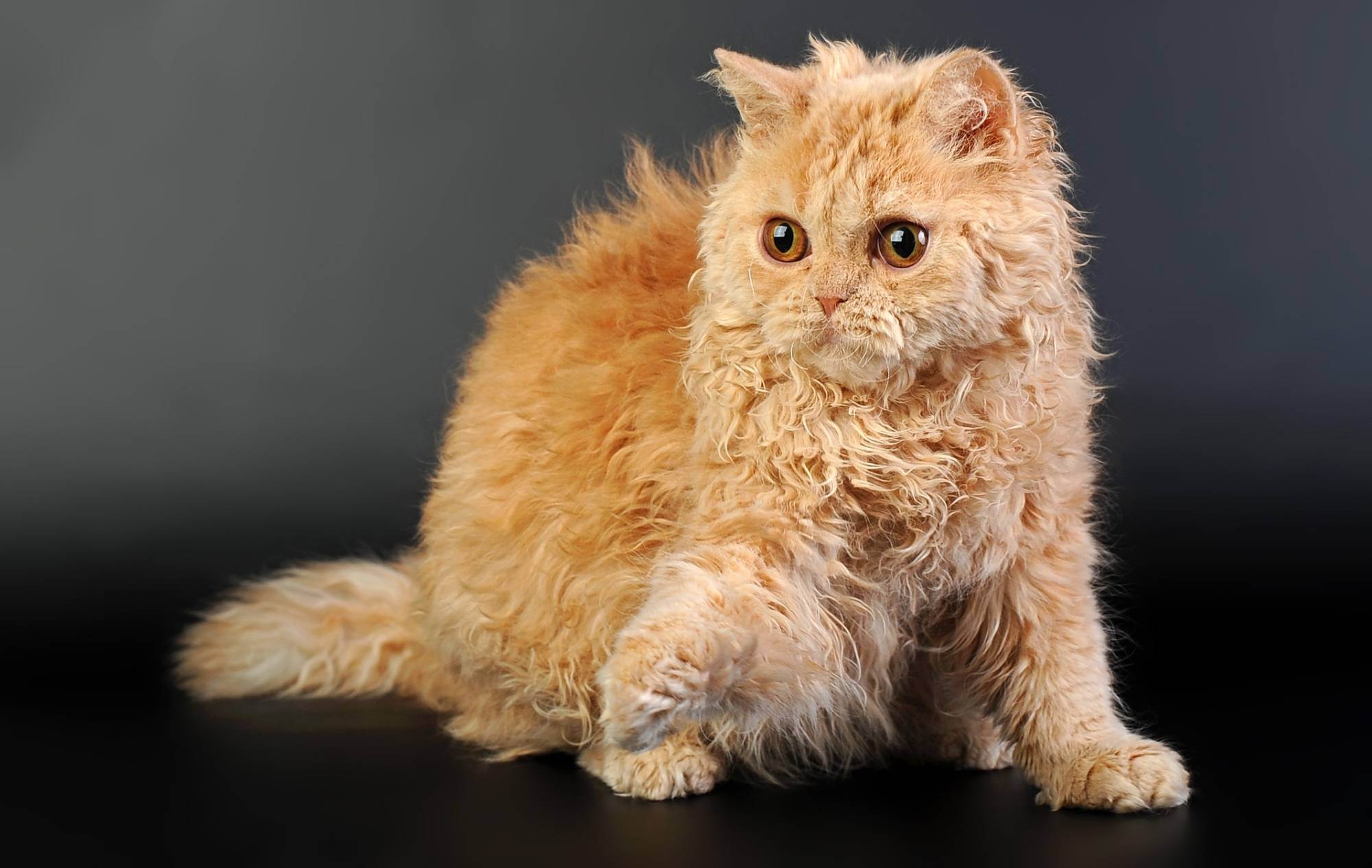 Кудрявые кошки: породы с кучерявой шерстью