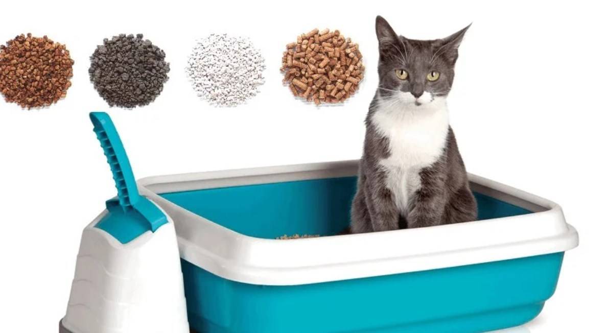 Закрытые туалеты для кошек и котов: описание, выбор и использование