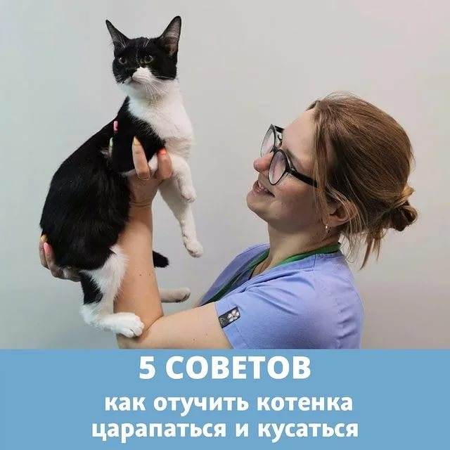 Как отучить котенка кусаться и царапаться за руки и за ноги
