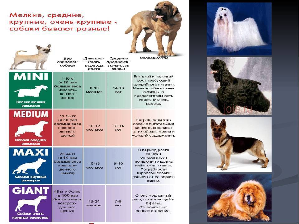 Какие породы собак самые умные и преданные: фото (рейтинг)
