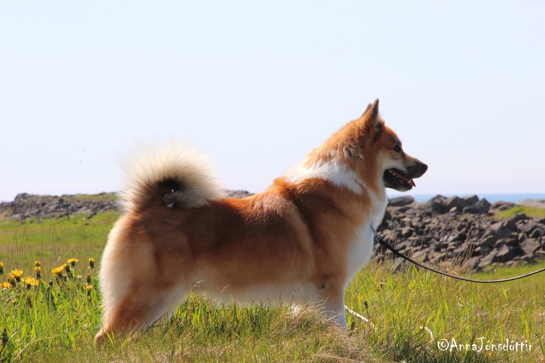 Уход за исландской собакой, характеристика породы, внешний вид овчарки с фото. исландская собака — преданный спутник человека