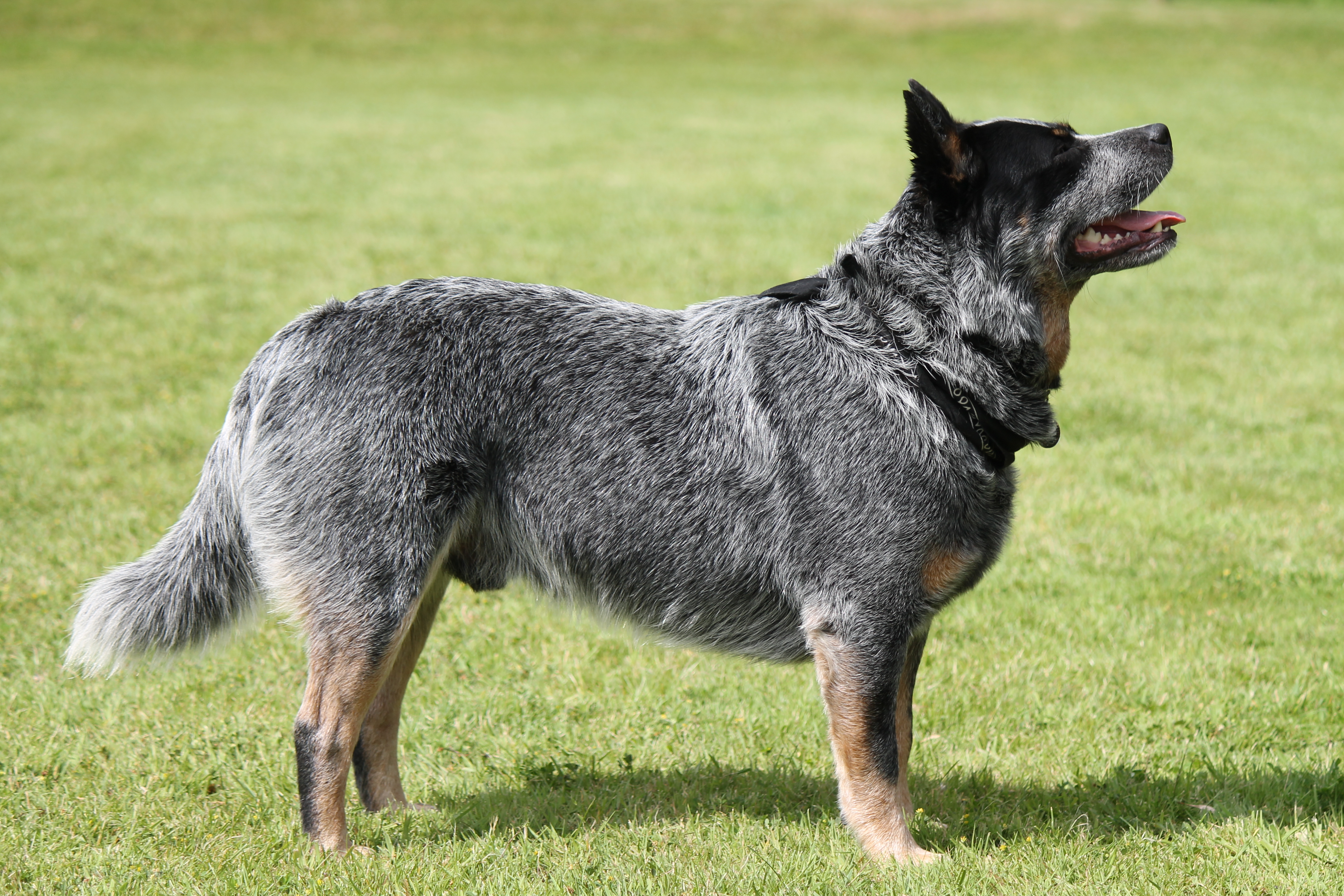 Австралийский хилер: австралийская пастушья собака, описание, фото