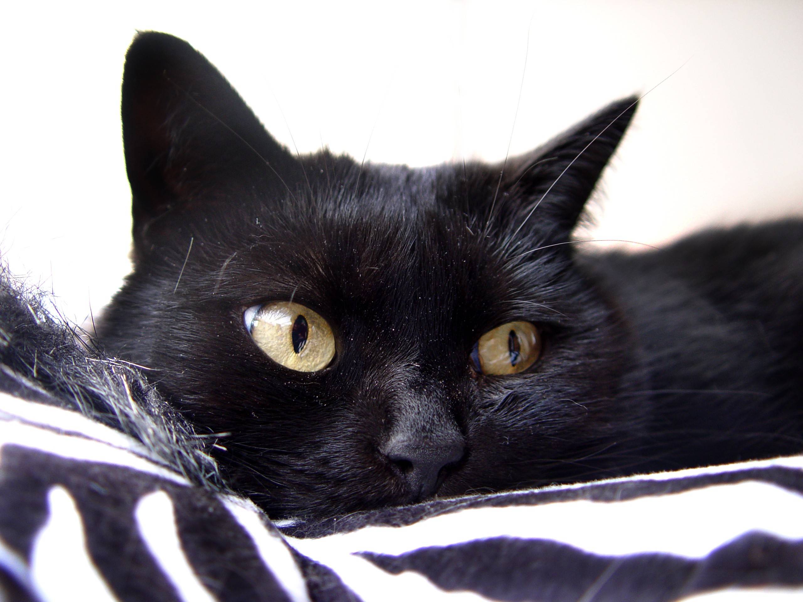 Чёрный кот в доме – хорошие и плохие приметы и суеверия