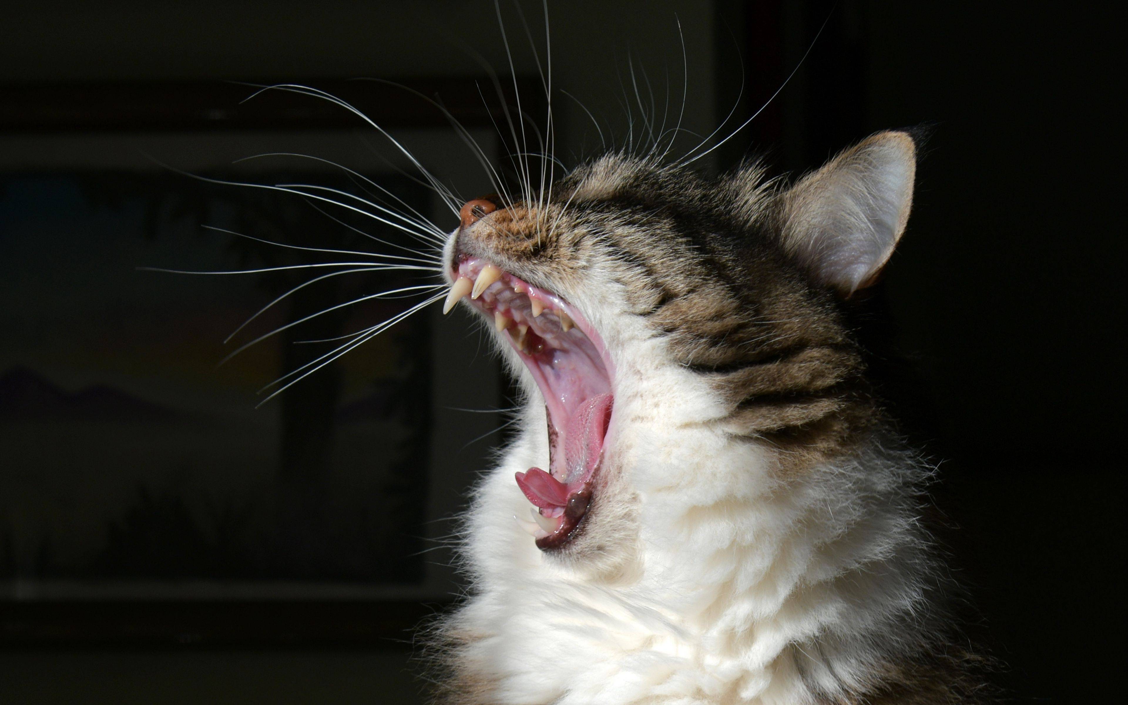 Почему кошки зевают, зевающие коты