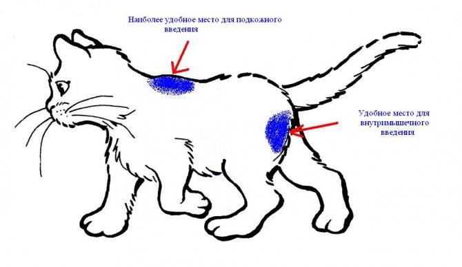 Как сделать укол кошке в холку: полная инструкция от а до я