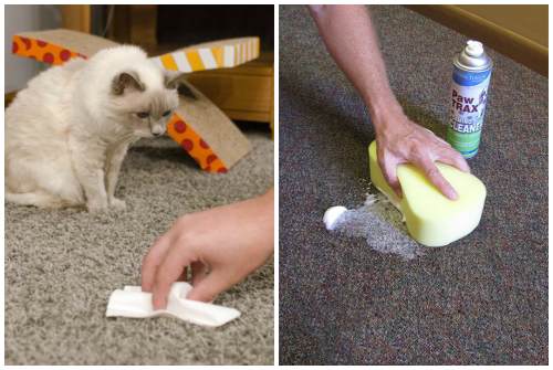 Как избавиться от запаха кошачьей мочи на ковре: 20 лучших средств в домашних условиях