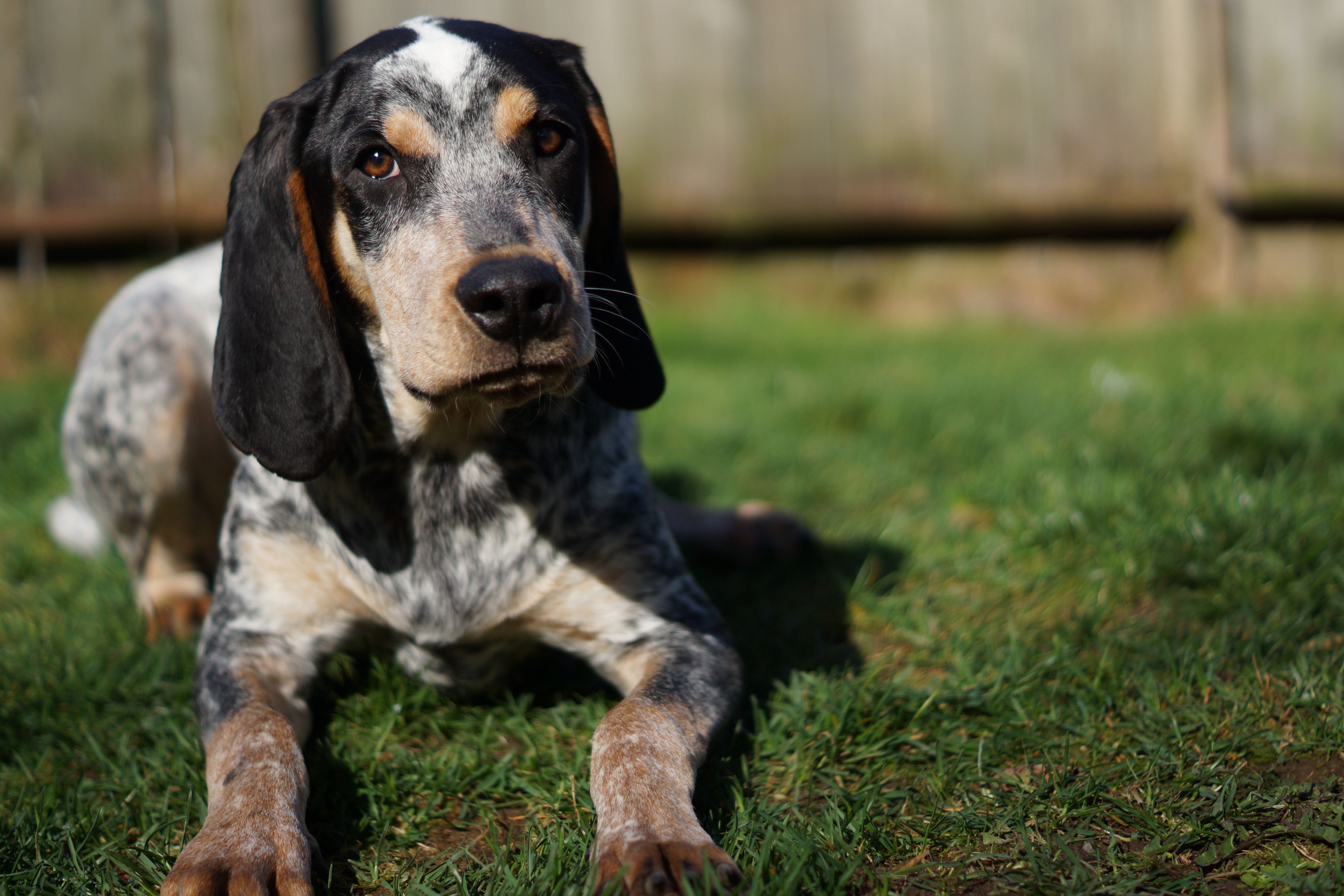 Крапчато-голубой кунхаунд: характеристики породы собаки, фото, характер, правила ухода и содержания