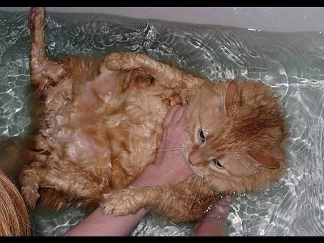Как помыть беременную кошку. можно ли мыть беременную кошку