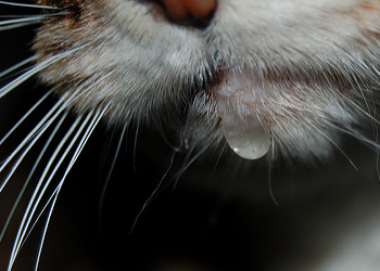 Пена изо рта у кошек примеры что можно сделать в домашних условиях