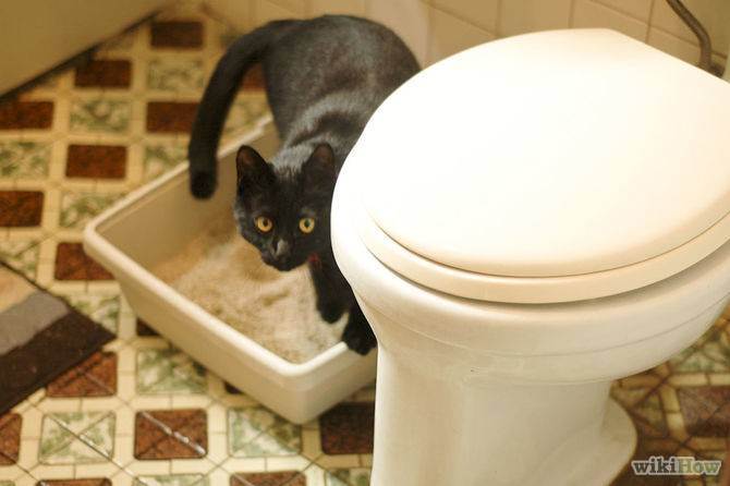 Что делать, если кошка начала ходить в туалет в неположенном месте?