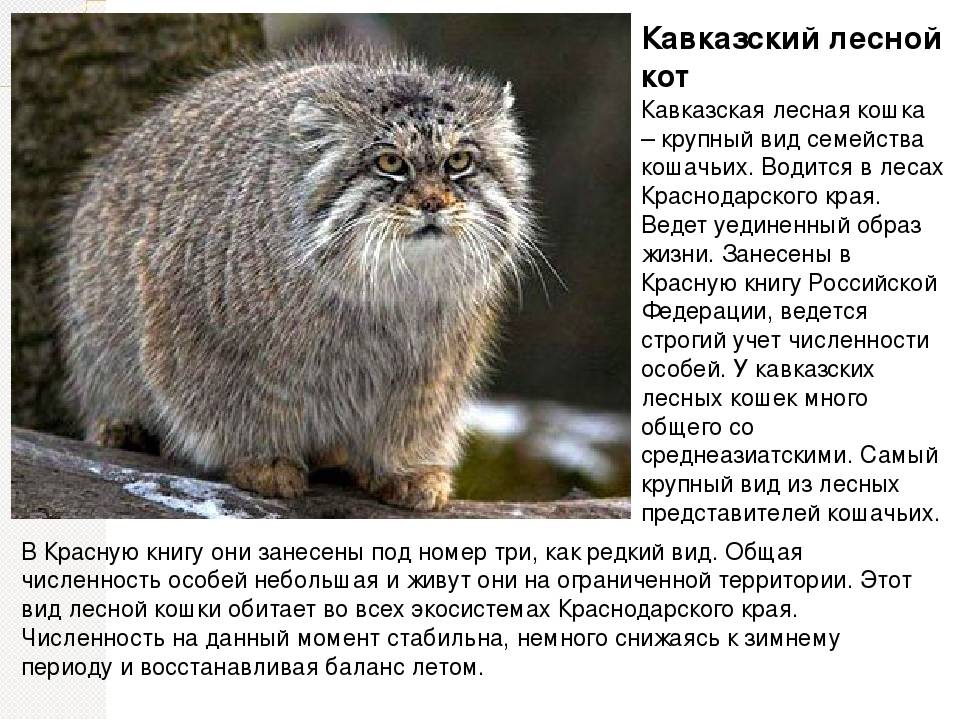 Домашний кот или древний хищник: описание, фото, характер, содержание, уход за породой манул