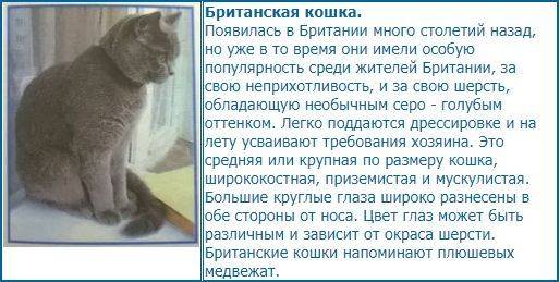 Анатолийская кошка: фото, описание породы, уход, характер и поведение