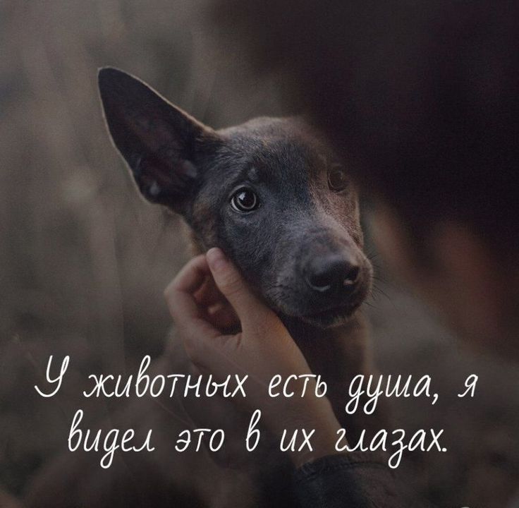 Статусы про собак со смыслом